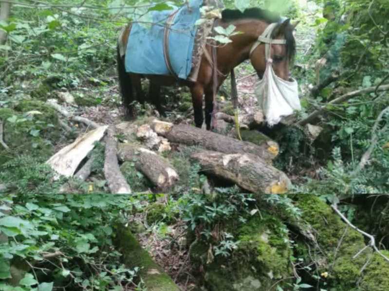 قاچاقچی سابقه‌دار در جنگل گلوگاه دستگیر شد